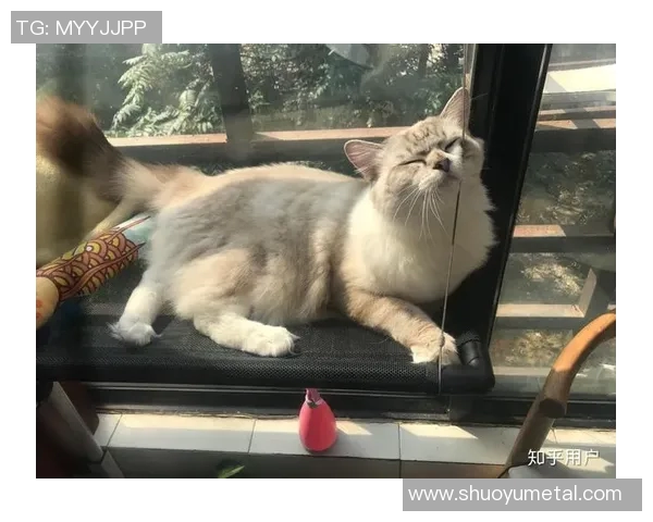 当足球巨星化身铲屎官 球场之外温情遛狗日常曝光